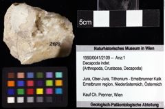 Foto (Objket + Etiketten) von Decapoda indet. 